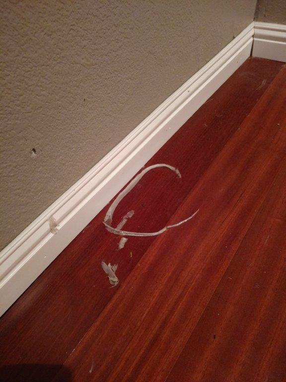 Boca Raton snake skin